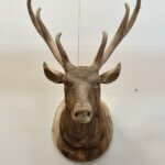 Hertenkop hangend aan de muur teakhout